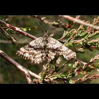 photograph of Ematurga atomaria