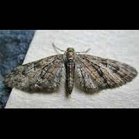 photograph of Eupithecia abbreviata