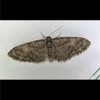 foto Eupithecia abbreviata