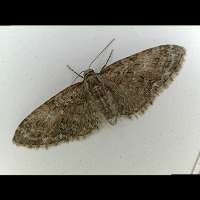 foto Eupithecia abbreviata