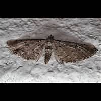 photograph of Eupithecia intricata