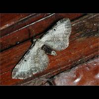 photograph of Eupithecia succenturiata