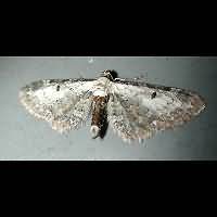 Photograph of Eupithecia succenturiata