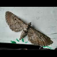 Photograph of Eupithecia tantillaria