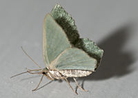 photograph of Hemithea aestivaria