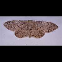 photograph of Idaea aversata