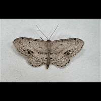 foto van Idaea dimidiata