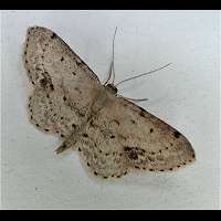 photograph of Idaea dimidiata