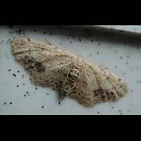 photograph of Idaea dimidiata