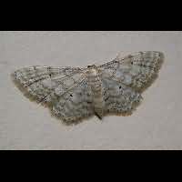 foto Idaea fuscovenosa