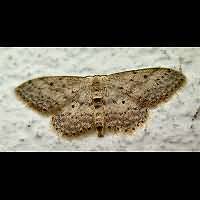 photograph of Idaea seriata