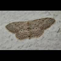 foto Idaea seriata