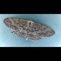 photograph of Idaea seriata