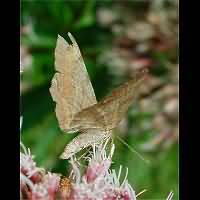 photograph of Tawny-barred Angle