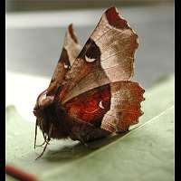 photograph of Selenia tetralunaria