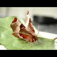 photograph of Selenia tetralunaria