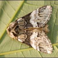 foto Drymonia dodonaea