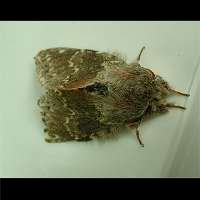 picture Lobster Moth