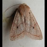 photograph of Yellow-line Quaker