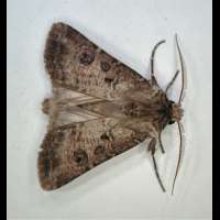 photograph of Agrotis clavis