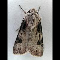 Photograph of Agrotis puta male