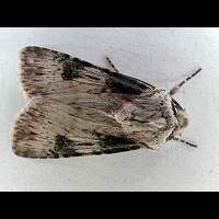 foto Agrotis puta m.