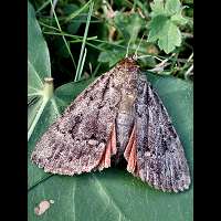 foto Amphipyra berbera