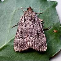 photograph of Svensson's Copper Underwing