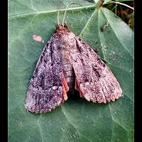 photograph of Svensson's Copper Underwing