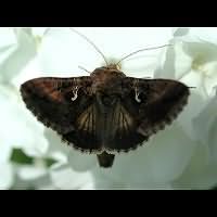 photograph of Autographa gamma