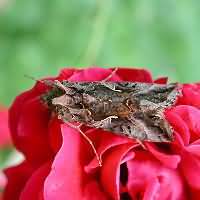 photograph of Autographa gamma