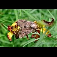 photograph of Mesapamea secalis