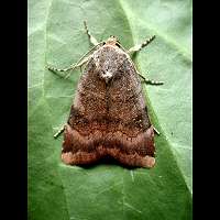 photograph of Lesser Broad-bordered Yellow Underwing