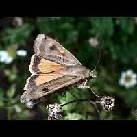 foto van Noctua pronuba