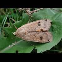 photograph of Noctua pronuba