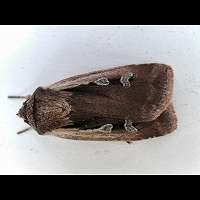 Photograph of an Owlet Moth woolly bear