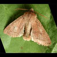 photograph of Common Quaker