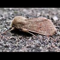 photograph of Orthosia cruda