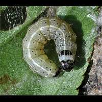 photograph of Small Quaker