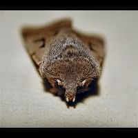 foto Orthosia gothica