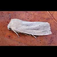 photograph of Large Wainscot