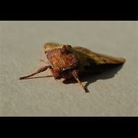 photograph of Pink-barred Sallow