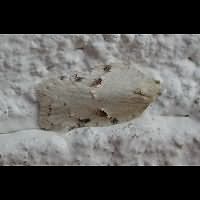 foto Acleris logiana