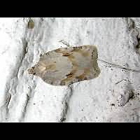 foto Acleris logiana