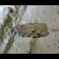 picture Acleris logiana