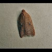 picture Acleris notana or Acleris ferrugana