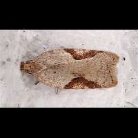 picture Acleris notana or Acleris ferrugana