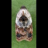 picture Acleris variegana