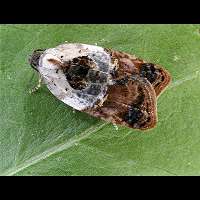 foto Acleris variegana