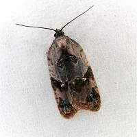 foto Acleris variegana